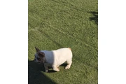 $3 : French bulldogs fluffy carrier thumbnail
