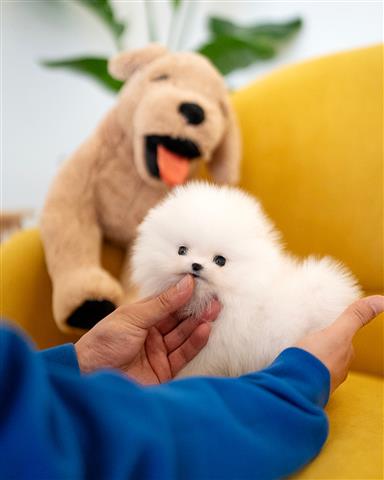 Pomeranian puppy image 2