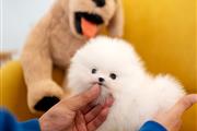 Pomeranian puppy thumbnail