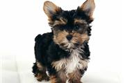 $360 : Yorkshire terrier puppies thumbnail