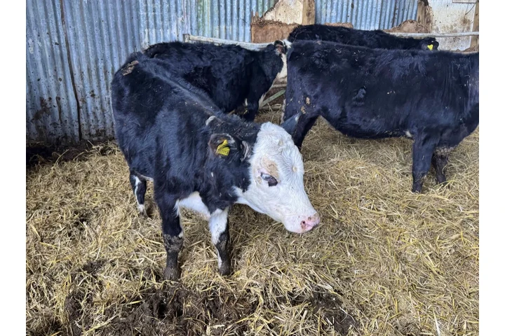 $350 : 6 F1 Wagyu Cow–Calf Pairs image 4