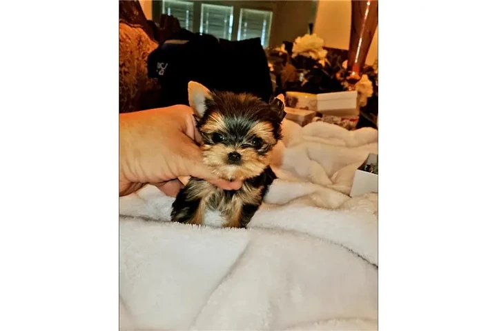 $350 : Yorkie Teacup Cachorros image 5