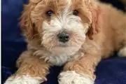 Good quality cavapoo puppies en San Juan