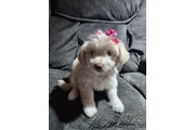 Puppie female en Los Angeles