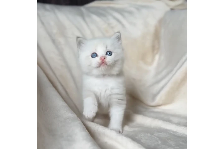 $250 : Gatitas Ragdoll hembras image 1