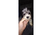 MINI POODLE MIXTO CON TERRIER