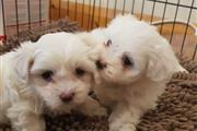 Social and Gentle Maltese Pup. thumbnail
