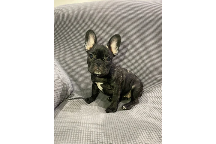$800 : Hermosos french bulldogs puppy image 1