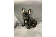 Hermosos french bulldogs puppy en Los Angeles