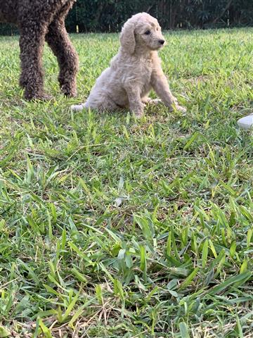 Standard Poodle puppies image 6