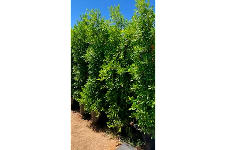 PITAYOS D JALISCO TERE GALVAN image 7