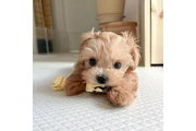 Cachorro Maltipoo taza de téCa en Indianapolis