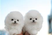 Pomeranians puppies for sale en Los Angeles