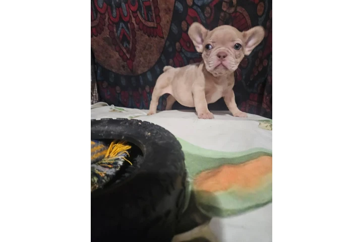 $750 : French bulldog (los Angeles) image 5
