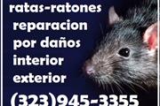 RODENTS PEST CONTROL SERVICES