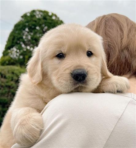 $350 : Golden Retriever Pup's image 3