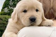 $350 : Golden Retriever Pup's thumbnail