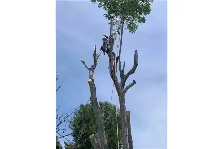 Alex Tree Services image 1