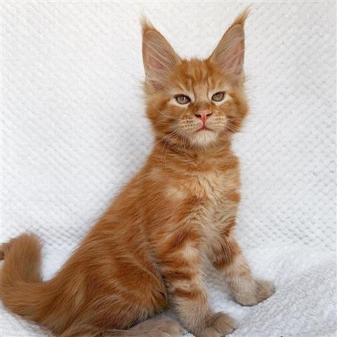 $400 : Cute Maine Coon kittens image 1