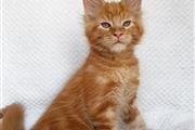 Cute Maine Coon kittens en Minneapolis y Saint Paul