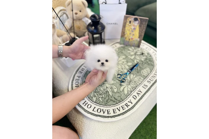 $300 : Pomeranian puppy for sale image 2