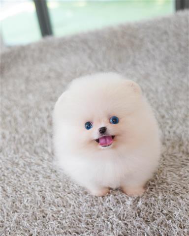 $300 : POMERANIAN PUPPY'S FOR SALE image 1