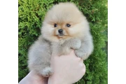 Two Pomeranian Available en New Haven