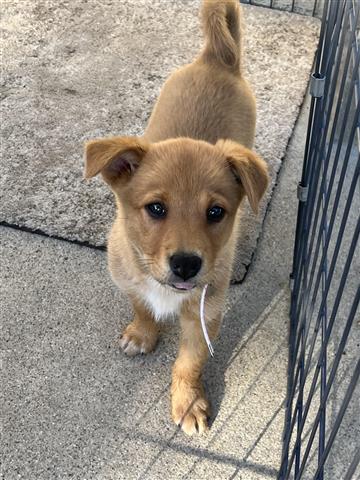 $100 : Pastor Aleman con Husky image 1