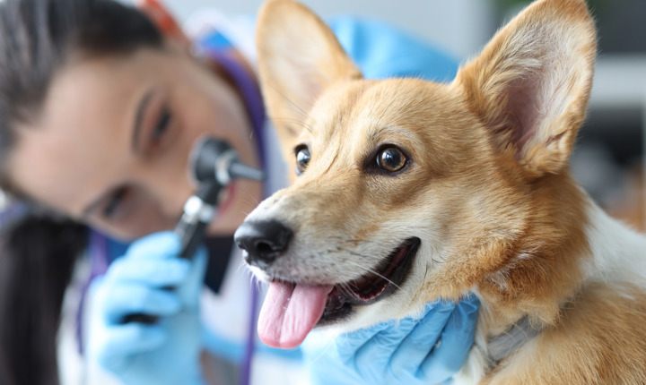 Una veterinaria examina a un perro en su consultorio