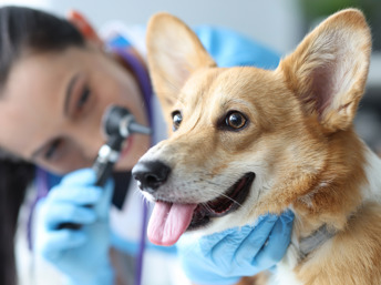 Una veterinaria examina a un perro en su consultorio