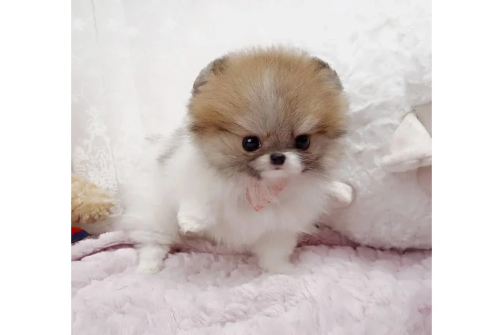 $350 : Micro Pomerania image 2