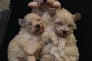 maltese puppies for rehoming en Anchorage