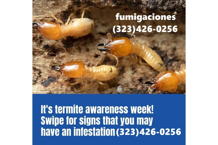 FUMIGACION TERMITAS 24/7 image 1