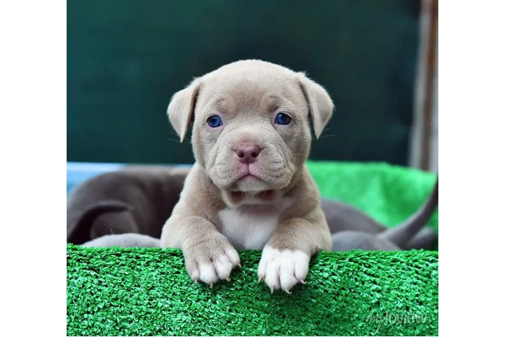 $350 : cachorros de pitbull image 2