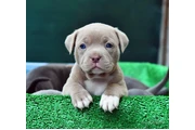 $350 : cachorros de pitbull thumbnail