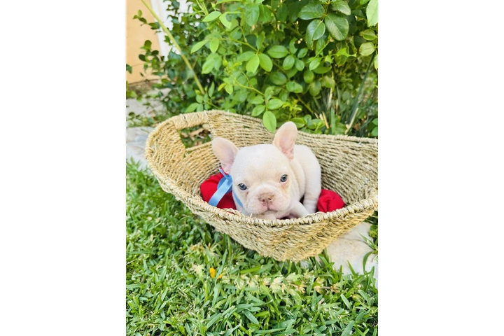$3 : Puppies image 7