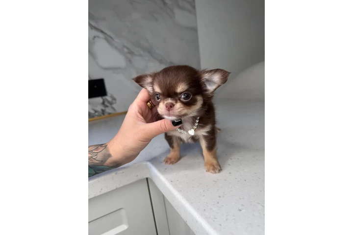 $250 : Teacup Chihuahua puppies image 5