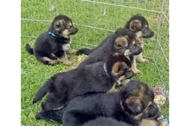 $500 : Shepherd image 1