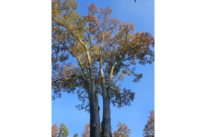 Professional Tree &Landscaping image 2