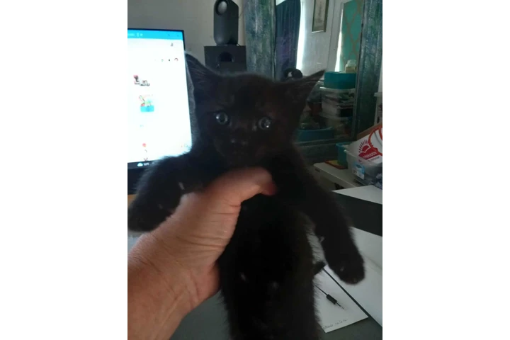 $50 : Un lindo gatito para ti. image 3