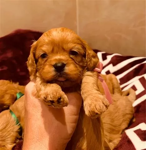 $400 : Adorable Cavapoo puppies image 1