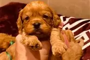 Adorable Cavapoo puppies en Madison WV