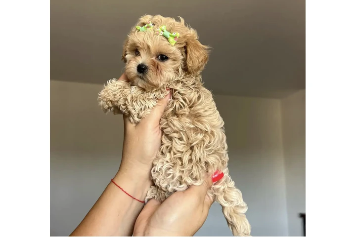 $400 : lovely 🥰 Maltipoo Available image 1