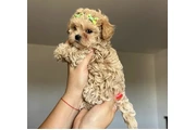 lovely 🥰 Maltipoo Available en Binghamton