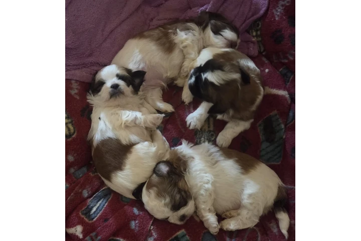$650 : 4 shitzu 100%puros image 1