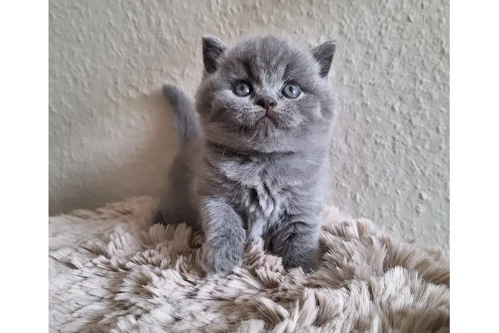 $210 : British shorthaired For sale image 2