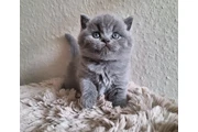 $210 : British shorthaired For sale thumbnail