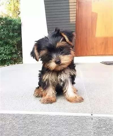 Increíble yorkshire terrier image 2