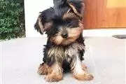 Increíble yorkshire terrier thumbnail