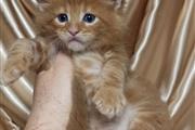 $420 : Pedigree Maine Coon kittens thumbnail